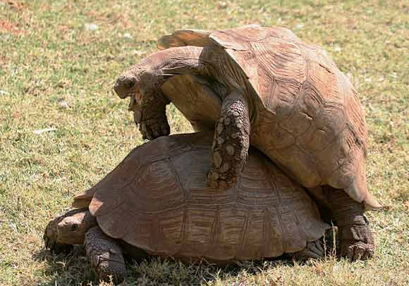 Tortoise Having Sex 29