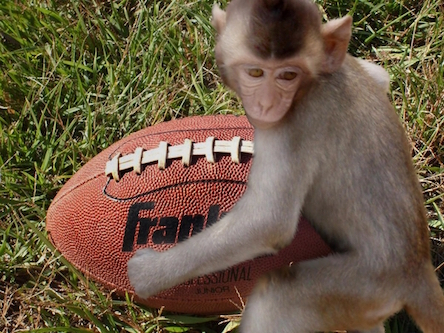 monkeyfingafootball